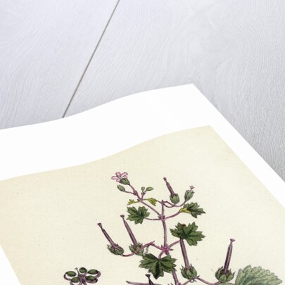 Geranium Rotundifolium Round-Leaved Crane's-Bill by Anonymous