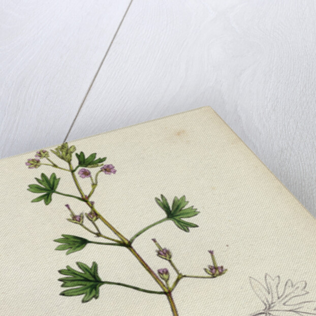 Geranium Pusillum Small-Flowered Crane's-Bill by Anonymous