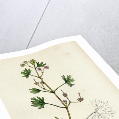 Geranium Pusillum Small-Flowered Crane's-Bill by Anonymous