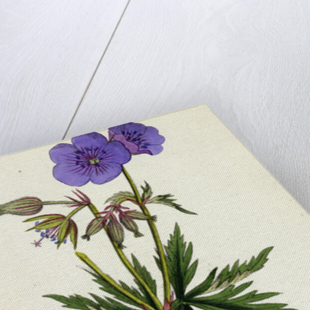 Geranium Pratense Blue Meadow Crane's-Bill by Anonymous