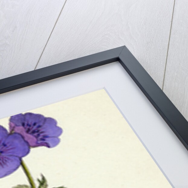 Geranium Pratense Blue Meadow Crane's-Bill by Anonymous