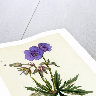 Geranium Pratense Blue Meadow Crane's-Bill by Anonymous