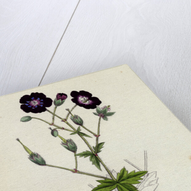Geranium Phaeum Dusky Crane's-Bill by Anonymous