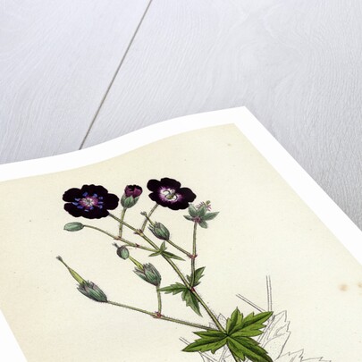 Geranium Phaeum Dusky Crane's-Bill by Anonymous