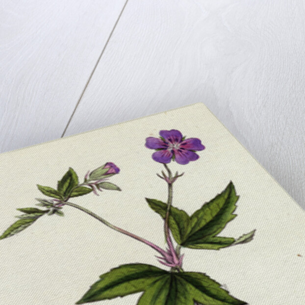 Geranium Nodosum Knotty Crane's-Bill by Anonymous