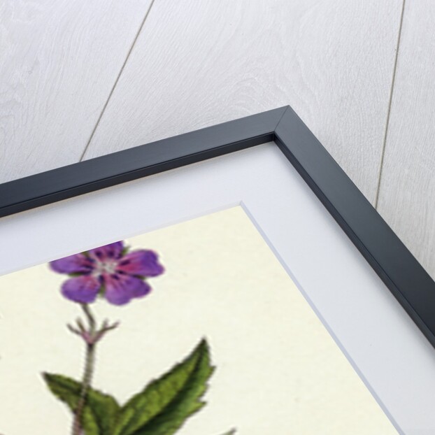 Geranium Nodosum Knotty Crane's-Bill by Anonymous