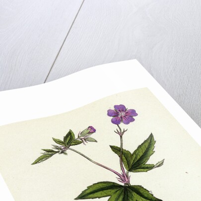 Geranium Nodosum Knotty Crane's-Bill by Anonymous