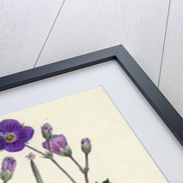 Geranium Sylvaticum Wood Crane's-Bill by Anonymous