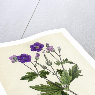 Geranium Sylvaticum Wood Crane's-Bill by Anonymous