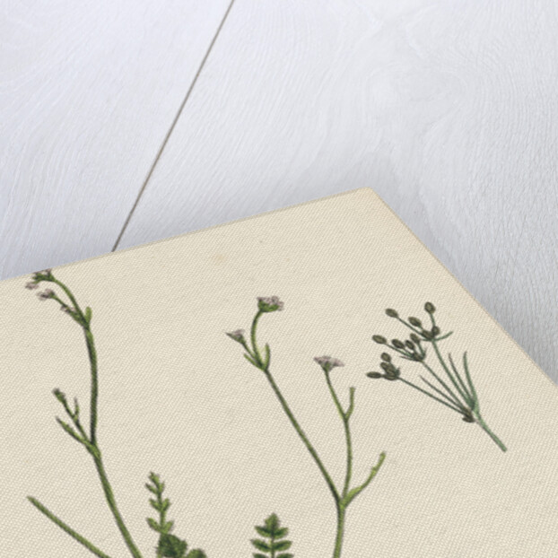 Petroselinum Segetum Corn Parsley by Anonymous