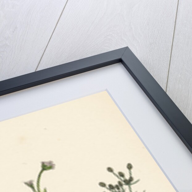 Petroselinum Segetum Corn Parsley by Anonymous