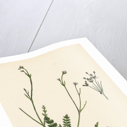 Petroselinum Segetum Corn Parsley by Anonymous