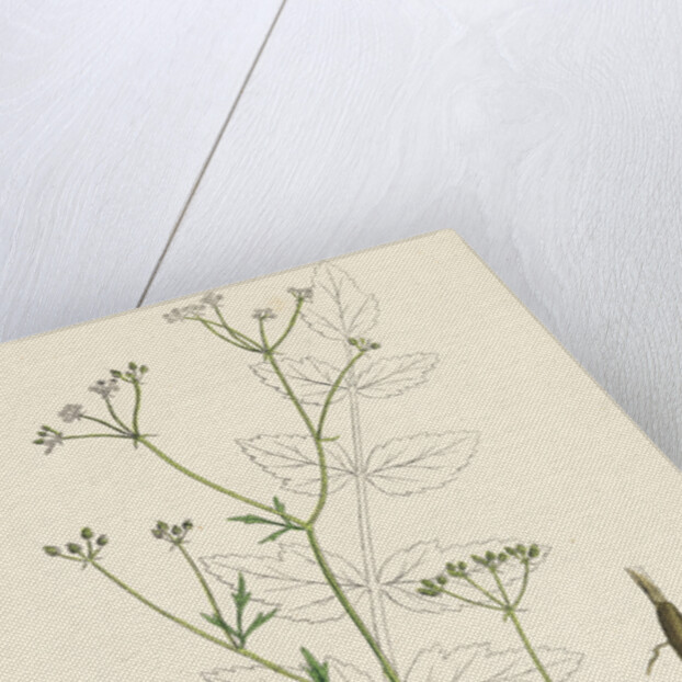 Sison Amomum Hedge Stonewort by Anonymous