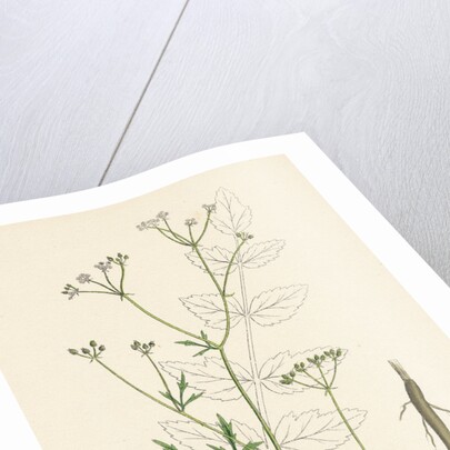 Sison Amomum Hedge Stonewort by Anonymous