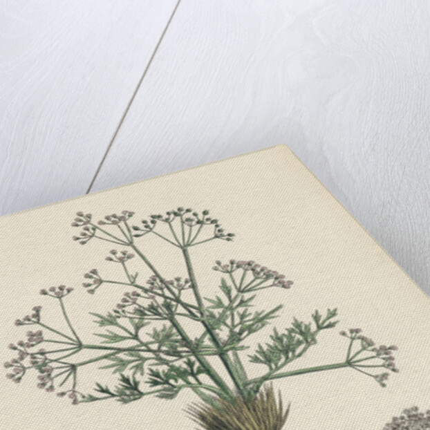 Trinia Vulgaris Glabrous Stonewort by Anonymous