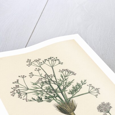 Trinia Vulgaris Glabrous Stonewort by Anonymous