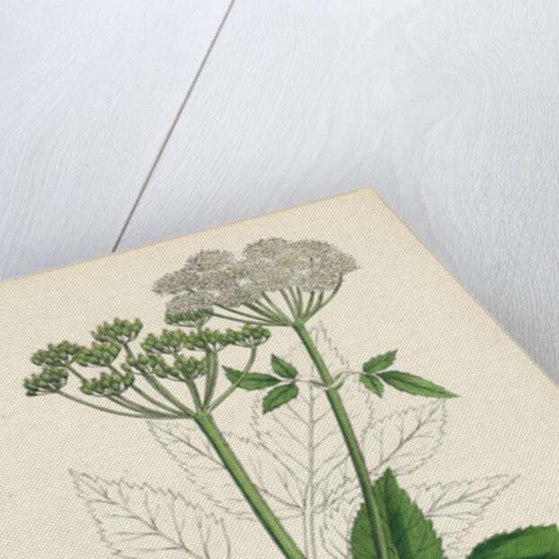 Aegopodium Podagraria Common Goutweed by Anonymous