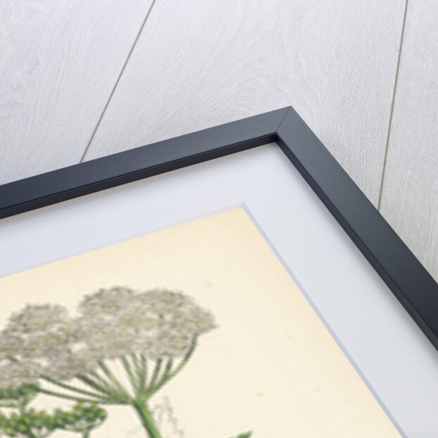 Aegopodium Podagraria Common Goutweed by Anonymous