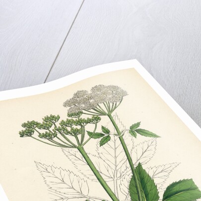 Aegopodium Podagraria Common Goutweed by Anonymous