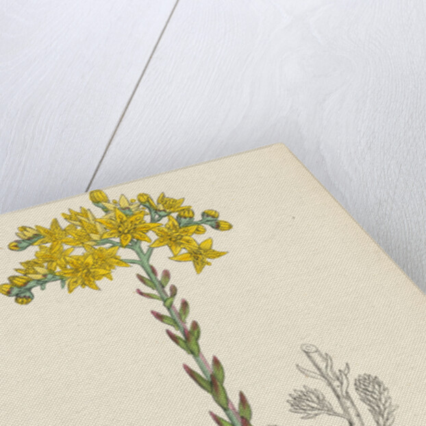 Sedum Elegans Rock Stone-Crop by Anonymous