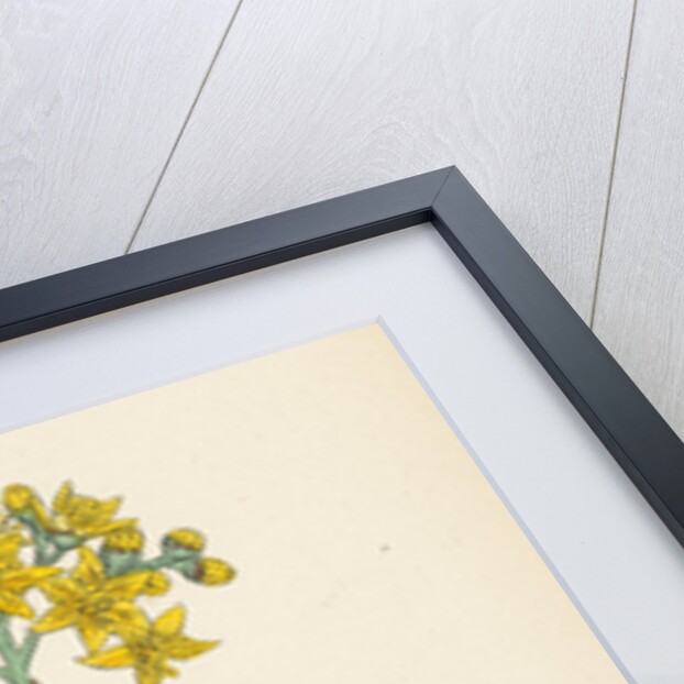 Sedum Elegans Rock Stone-Crop by Anonymous