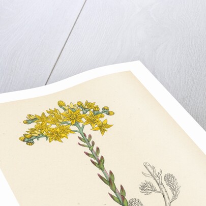 Sedum Elegans Rock Stone-Crop by Anonymous