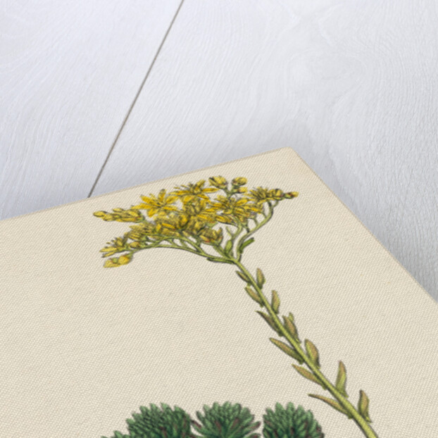 Sedum Forsterianum Forster's Stone-Crop by Anonymous