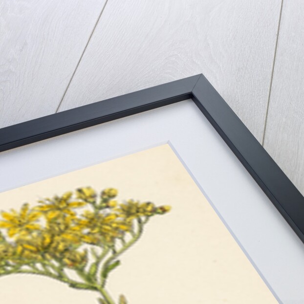 Sedum Forsterianum Forster's Stone-Crop by Anonymous