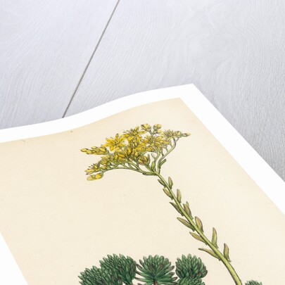 Sedum Forsterianum Forster's Stone-Crop by Anonymous