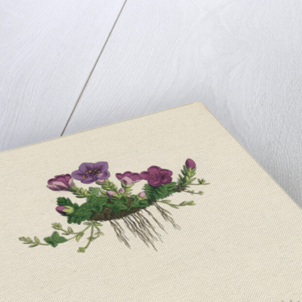 Saxifraga Oppositifolia Purple Mountain Saxifrage by Anonymous