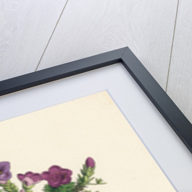 Saxifraga Oppositifolia Purple Mountain Saxifrage by Anonymous