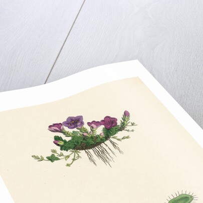 Saxifraga Oppositifolia Purple Mountain Saxifrage by Anonymous