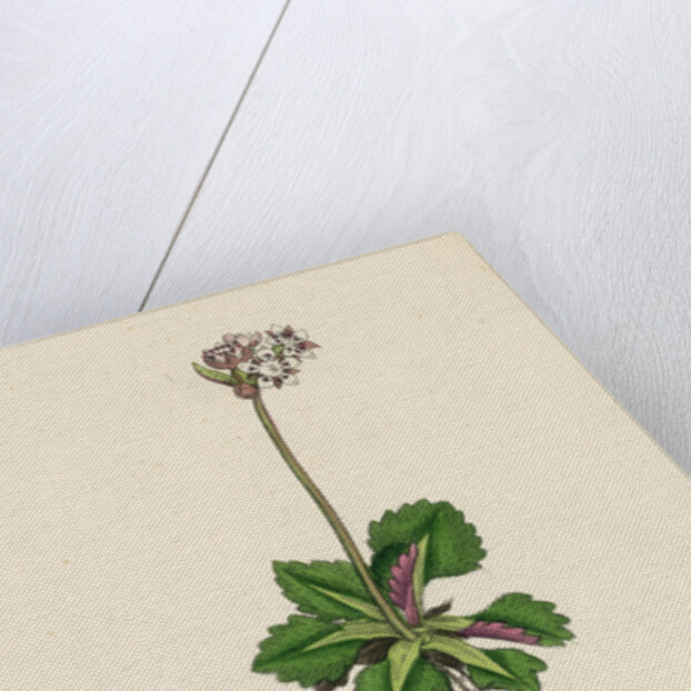 Saxifraga Nivalis Alpine Clustered Saxifrage by Anonymous