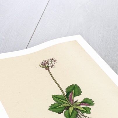 Saxifraga Nivalis Alpine Clustered Saxifrage by Anonymous