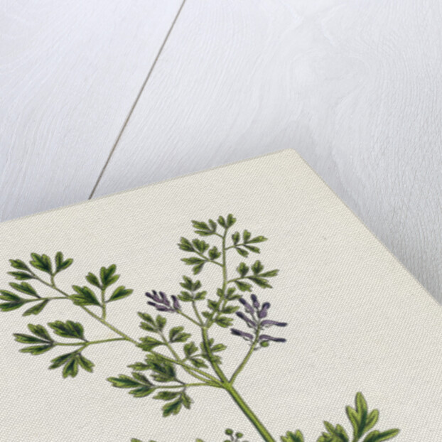 Fumaria Muralis Rampant Fumitory by Anonymous