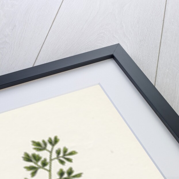 Fumaria Muralis Rampant Fumitory by Anonymous