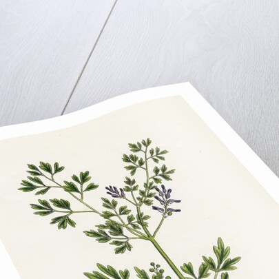 Fumaria Muralis Rampant Fumitory by Anonymous