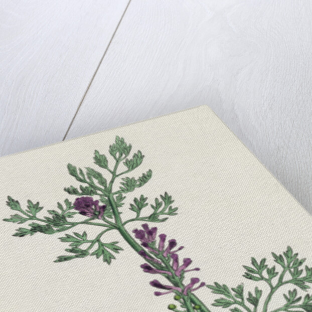 Fumaria Officinalis Common Fumitory- by Anonymous