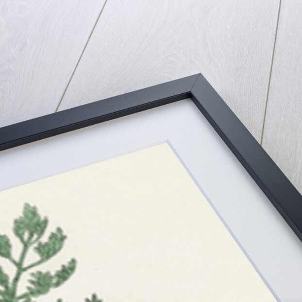 Fumaria Officinalis Common Fumitory- by Anonymous