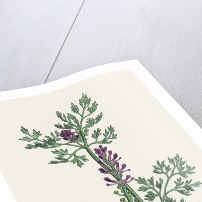 Fumaria Officinalis Common Fumitory- by Anonymous