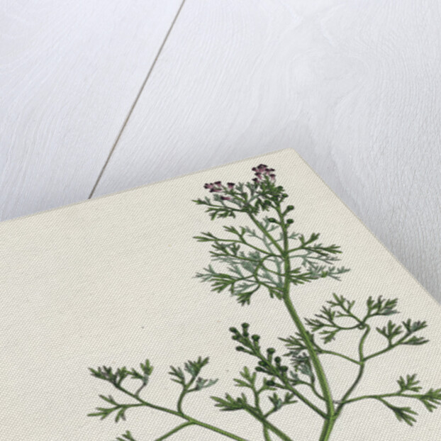 Fumaria Vaillantii Vaillant's Small-Flowered Fumitory- by Anonymous