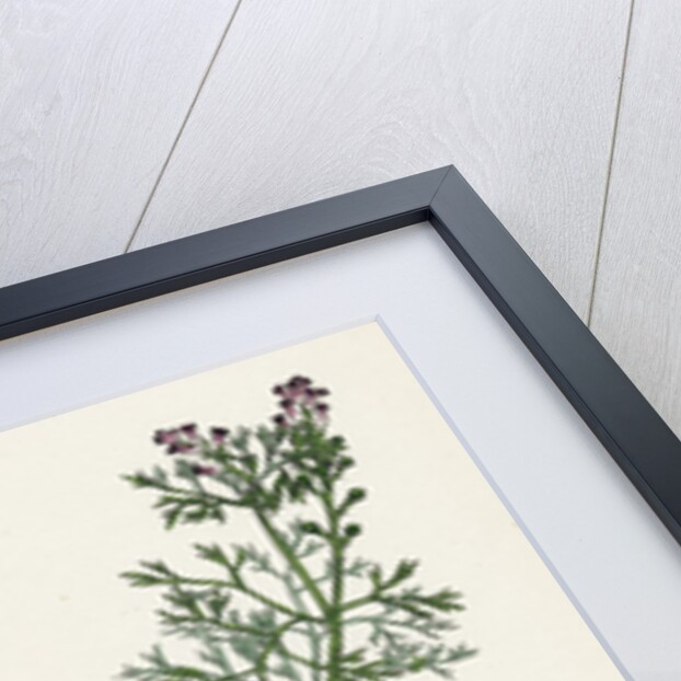 Fumaria Vaillantii Vaillant's Small-Flowered Fumitory- by Anonymous