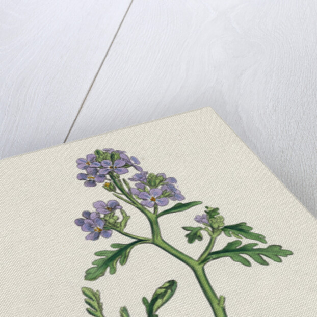 Cakile Maritima Sea Rocket by Anonymous