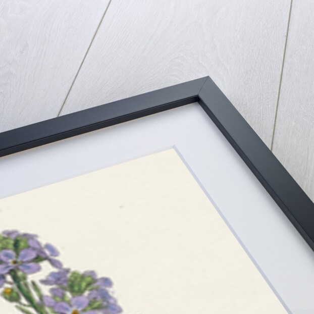 Cakile Maritima Sea Rocket by Anonymous