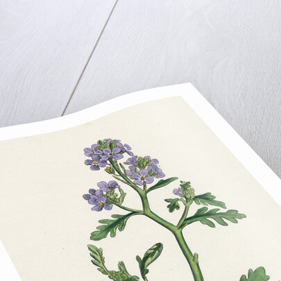 Cakile Maritima Sea Rocket by Anonymous