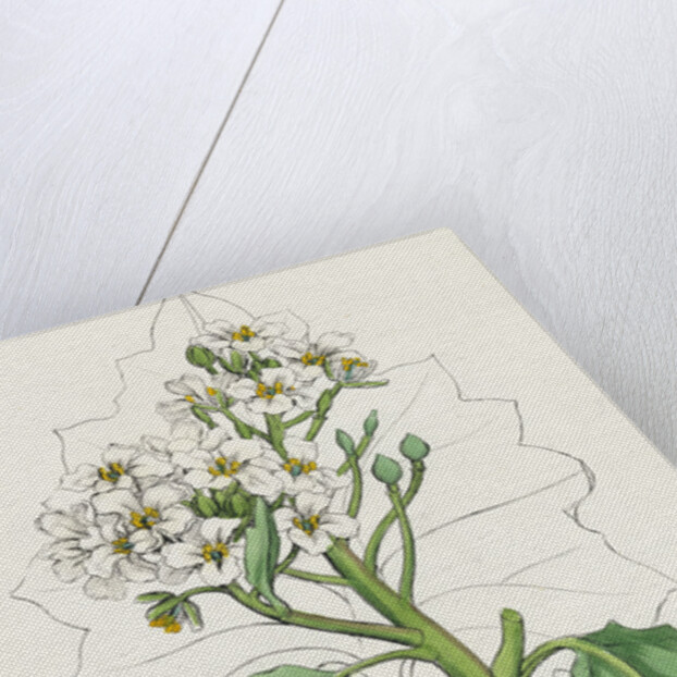 Crambe Maritima Sea Kale by Anonymous