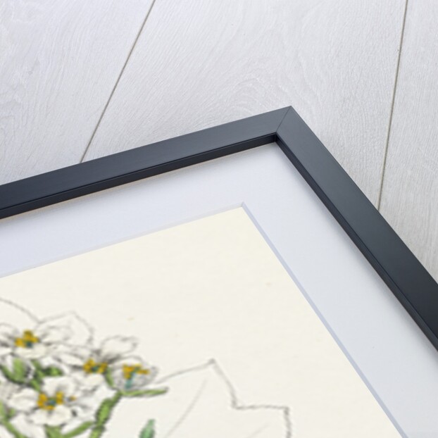 Crambe Maritima Sea Kale by Anonymous