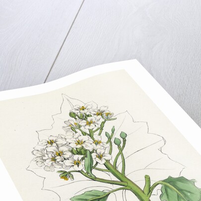 Crambe Maritima Sea Kale by Anonymous