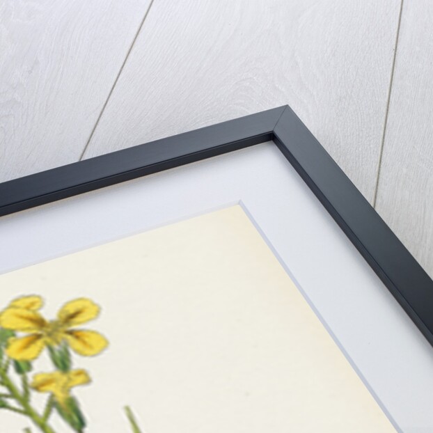 Raphanus Raphanistrum Wild Radish by Anonymous