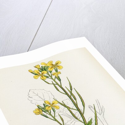 Raphanus Raphanistrum Wild Radish by Anonymous